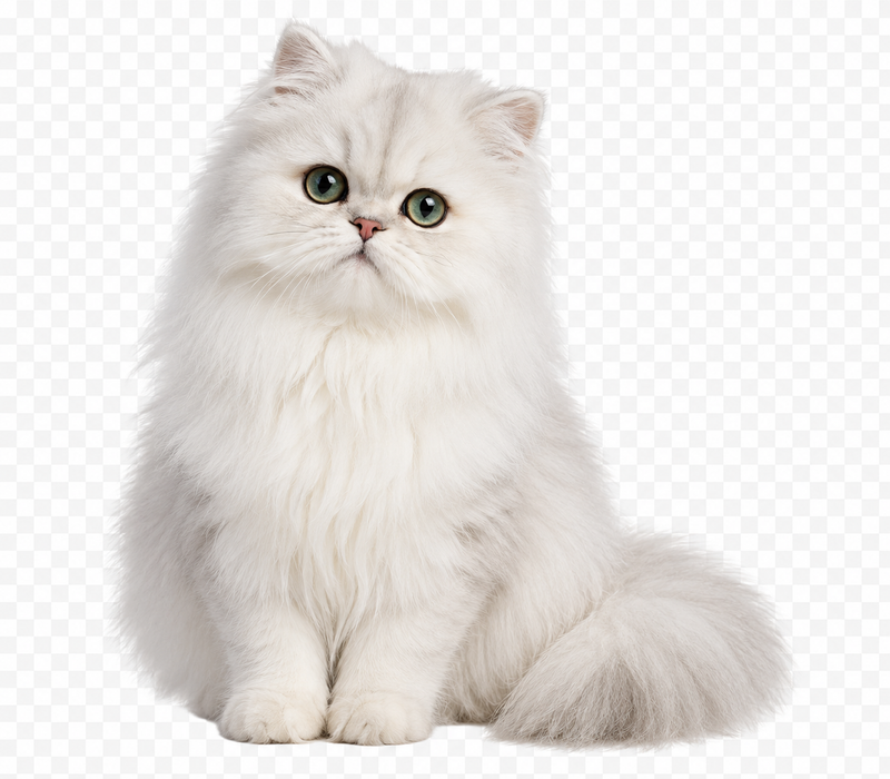 Alles für Katzen